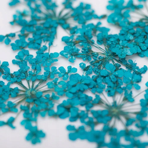 Suszone kwiatki do paznokci Turquise Turkusowe kwiaty do zdobień MollyLac