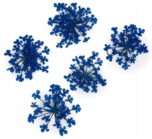 SUSZONE KWIATY DO PAZNOKCI KWIATKI NIEBIESKIE