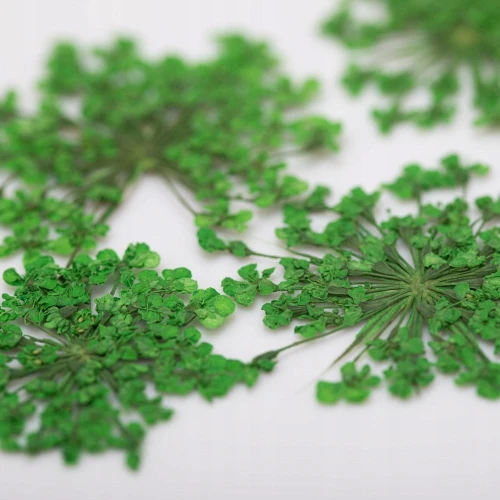 SUSZONE KWIATY DO PAZNOKCI KWIATKI OZDOBA ZIELONE