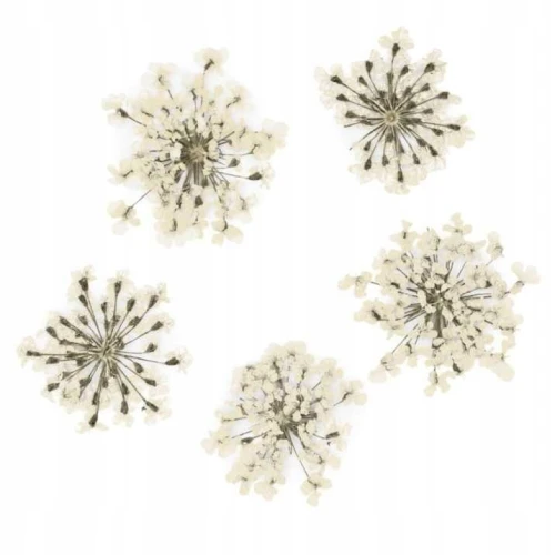 SUSZONE KWIATY DO PAZNOKCI KWIATKI OZDOBA BIAŁE