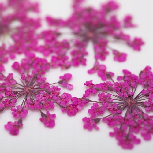 Suszone kwiatki do paznokci Pink różowe kwiaty do zdobień MollyLac