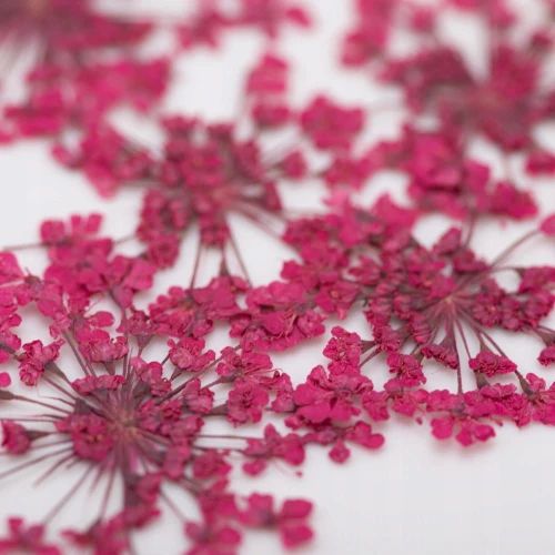 Ozdoba do paznokci suszone kwiatki MollyLac Fuchsia 5szt